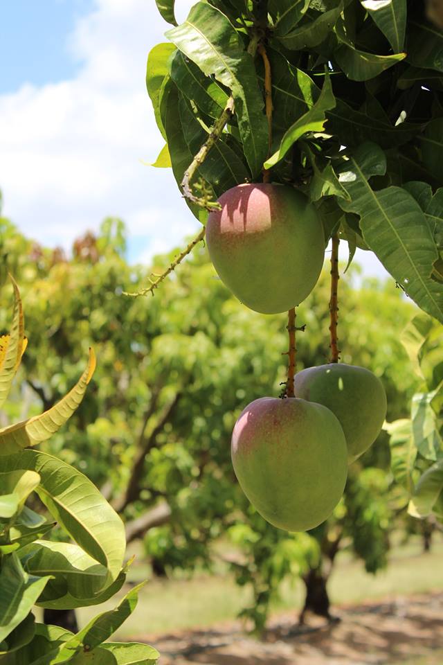 huong-vi-xoai-cam-lam