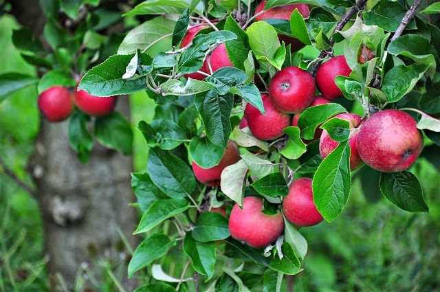 Chàng thanh niên thứ 2 quyết định trồng giống táo đó trên một mảnh vườn