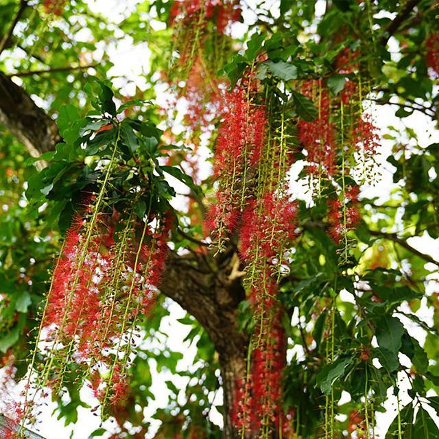 Cần cẩn thận khi chăm sóc cây lộc vừng