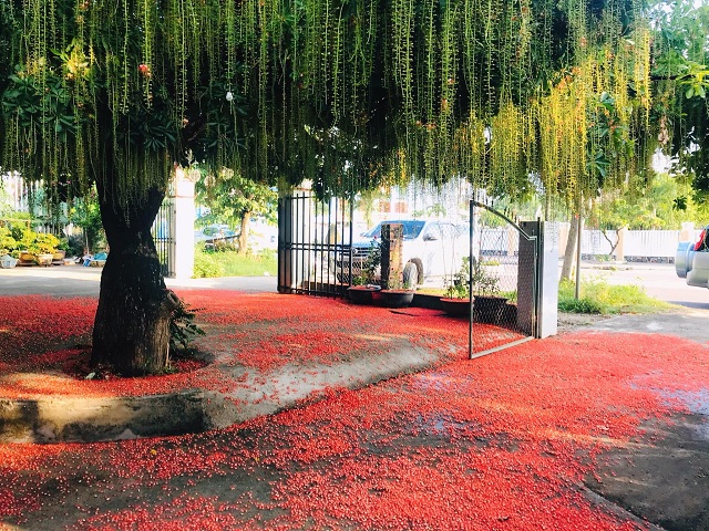 Lộc vừng phân bố rộng rãi ở Châu Á và nhiều khu vực tại Việt Nam