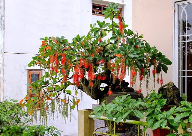 Lộc vừng có dáng đẹp và mang đến nhiều ý nghĩa phong thủy