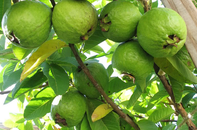 kỹ thuật trồng ổi