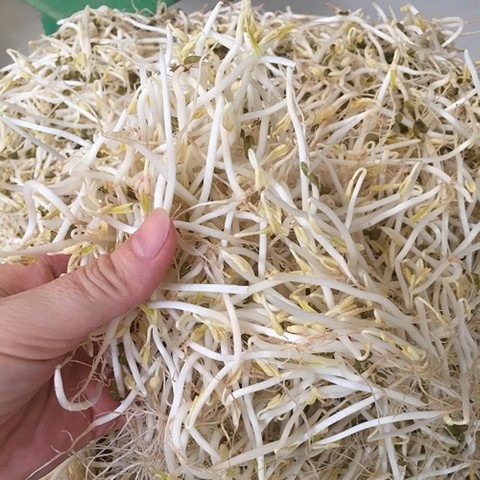 Bạn đã biết gì về công nghệ làm giá đỗ sạch hiện đại?