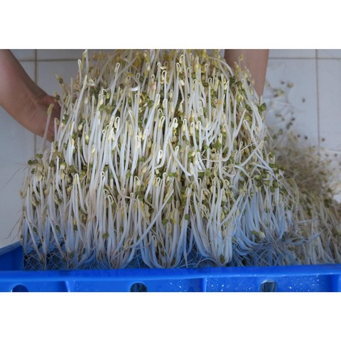 Làm giá đỗ bằng công nghệ cao là giải pháp nâng cao năng suất và chất lượng hiệu quả nhất