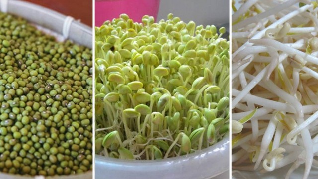 Làm giá đỗ bằng máy cần tiến hành theo đúng quy trình để đảm bảo hiệu quả