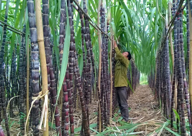 Cây mía có thể làm ra được đường thô hay đường tinh luyện tùy vào quy trình sản xuất