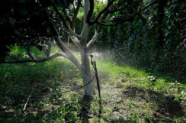 Rất nhiều nhà vườn hiện đang bắt đầu ứng dụng hệ thống tưới thông minh cho quá trình sản xuất