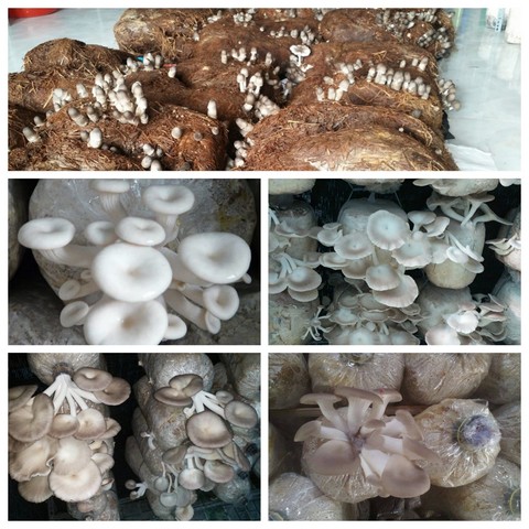 Mỗi loại nấm có quy trình nuôi trồng, chăm sóc khác nhau