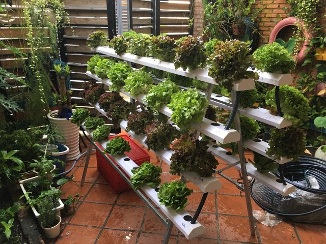 Trồng rau thủy canh phù hợp với mọi điều kiện khí hậu