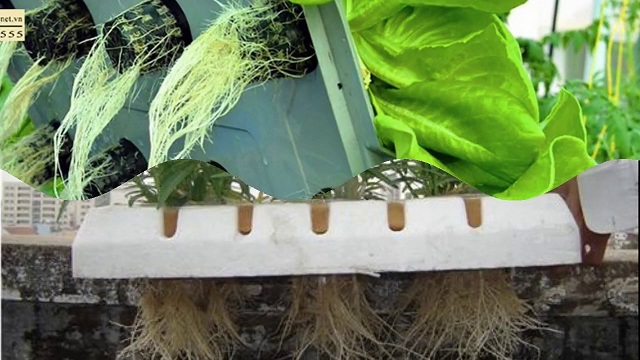 Rau trồng theo phương pháp thủy canh tĩnh luôn có phần rễ ngập trong nước