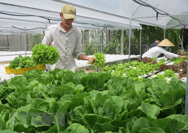 Trồng rau công nghệ cao là ứng dụng các kỹ thuật tiên tiến để tăng năng suất cây trồng