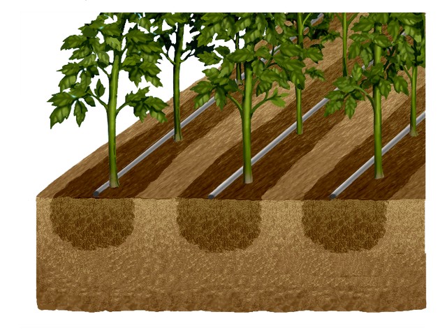 Công nghệ tưới nước ngầm cục bộ