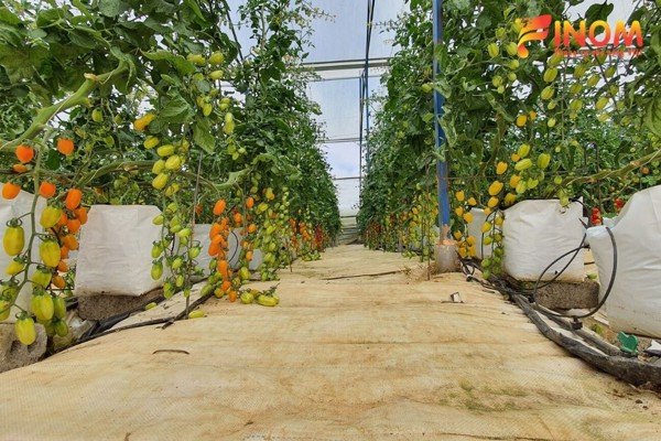 giá thể trồng cây trong mô hình nhà màng