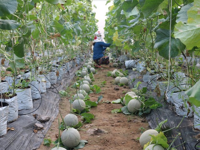 Khởi nghiệp nông nghiệp công nghệ cao có cơ hội kiếm lợi nhuận tiền tỷ hàng năm