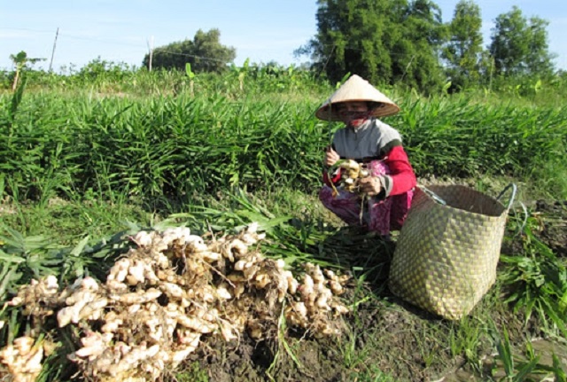 Khoảng cách giữa những cây gừng không nên quá sát nhau