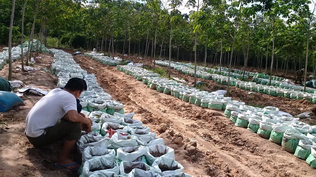 Thời điểm trồng gừng là vào những tháng đầu hoặc giữa năm