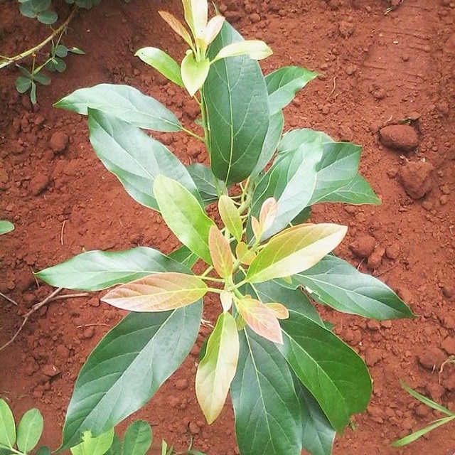 Khi hạ bơ giống cần dùng phân bón lót dưới hố trồng