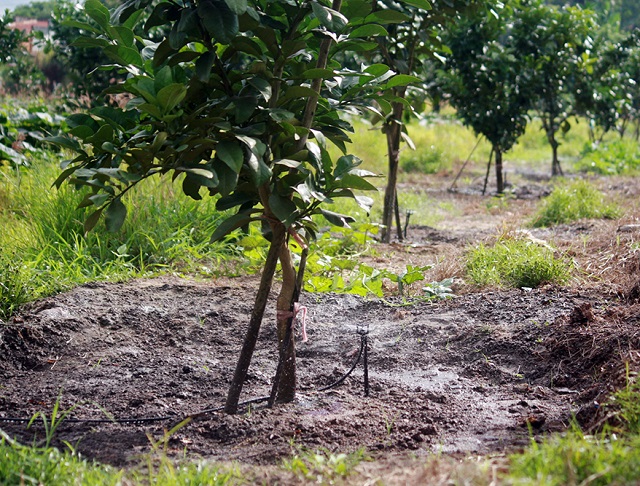 Cây bơ cần được tưới đủ nước để có thể sinh trưởng và phát triển tốt nhất