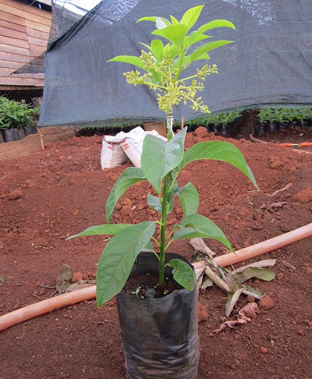 Bạn cần lựa chọn vị trí trồng bơ phù hợp để cây bơ phát triển thuận lợi nhất