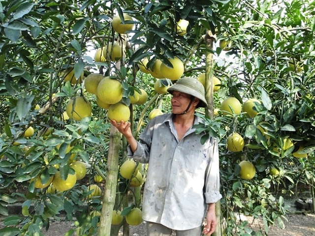 Trồng bưởi công nghệ mới hiện tại đang được nhiều nông dân áp dụng