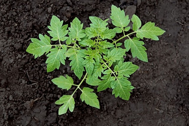 Cà chua có thể gieo bằng hạt hoặc trồng bằng cây con