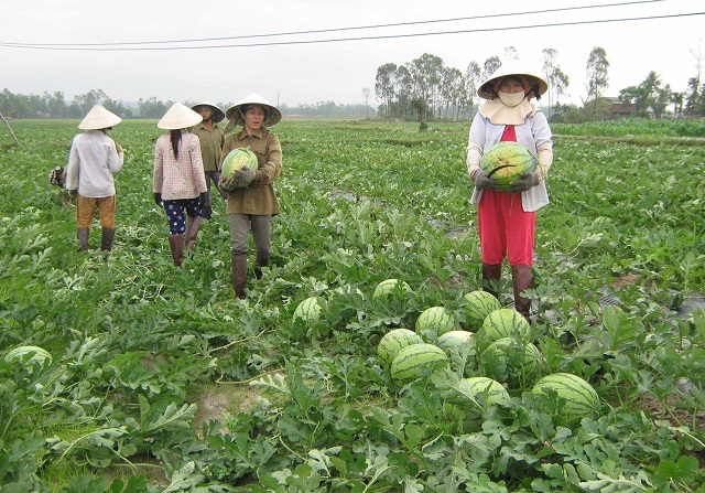 Dưa hấu không phòng trừ sâu bệnh sẽ cho năng suất không đồng đều nhau