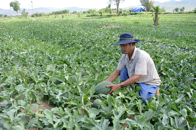 Kỹ thuật trồng dưa hấu ngày càng được phát triển tiên tiến hơn