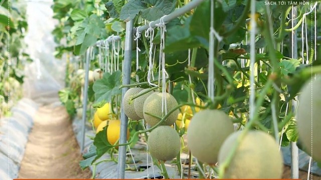 Tìm hiểu kỹ thuật trồng dưa lưới trong nhà kính đang thịnh hành ở nước ta