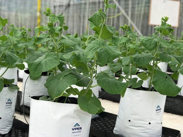 Dưa lưới có thể trồng bằng hạt giống hay cây giống con đều được