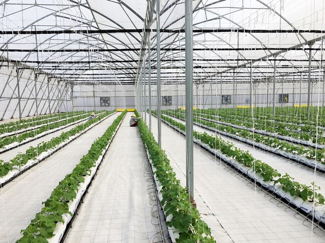 Dưa lưới trồng nhà kính được chăm sóc theo phương pháp tiên tiến