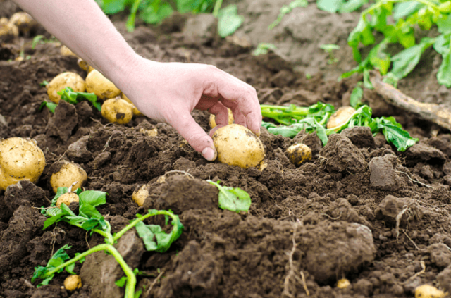 Khoai tây mới trồng cần được tưới nước đầy đủ để phát triển bộ rễ