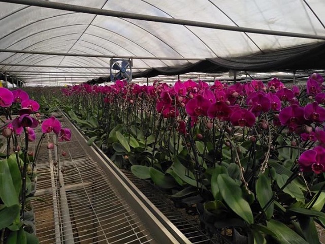 Lan hồ điệp muốn phát triển tốt thì cần được phòng trừ sâu bệnh