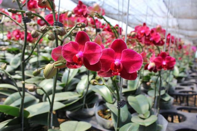 Lan hồ điệp là giống hoa rừng với nhiều màu sắc khác nhau mang lại nét đẹp độc đáo