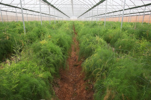 Măng tây thích hợp trồng trên đất luống