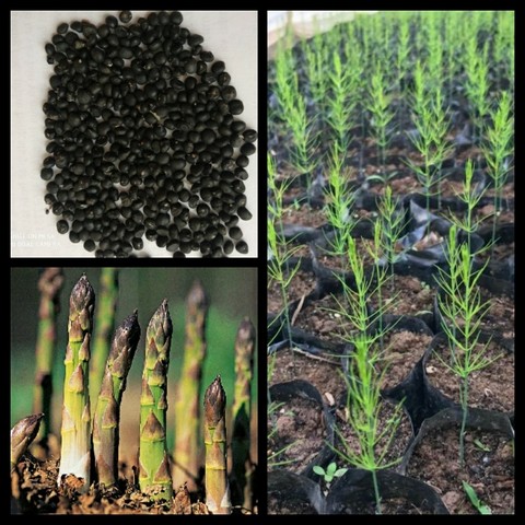 Ươm cây giống là bước quan trọng trong kỹ thuật trồng măng tây xanh