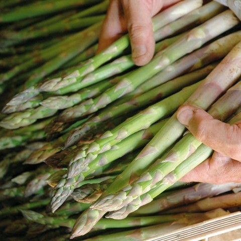 Măng tây thường được thu hoạch sau khoảng 6 tháng