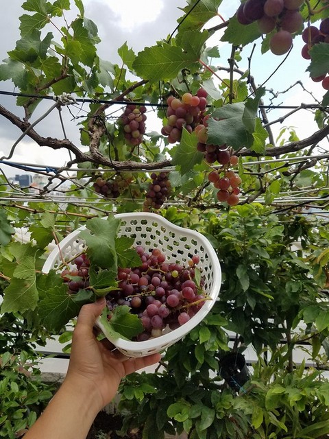 Mách bạn kỹ thuật trồng nho trên sân thượng ăn không hết quả