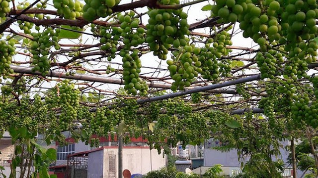 Giàn trồng nho có thể hàn bằng khung sắt hay dựng bằng gỗ, tre, nứa