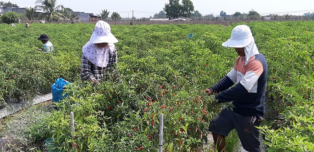 Ớt khi chuẩn bị ngả màu là có thể thu hoạch được