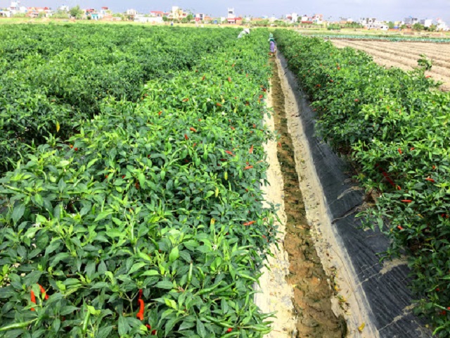 Cần làm bề mặt đất tơi xốp trước khi tiến hành trồng ớt chỉ thiên