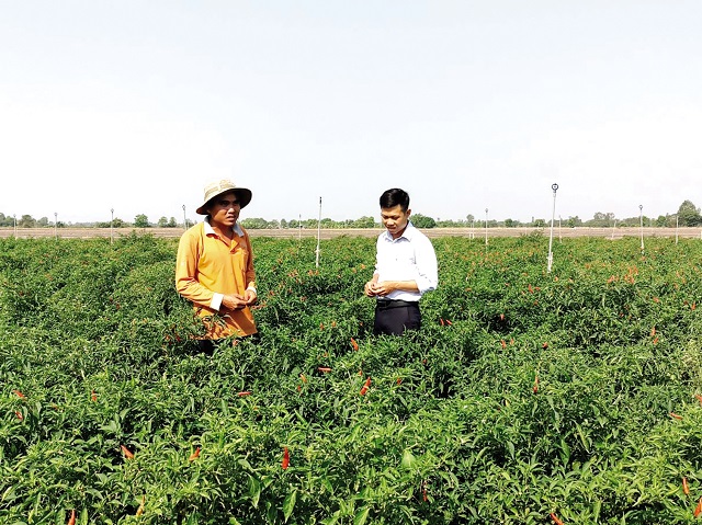 Ớt chỉ thiên cần được cố định phần thân để không bị thời tiết làm ảnh hưởng