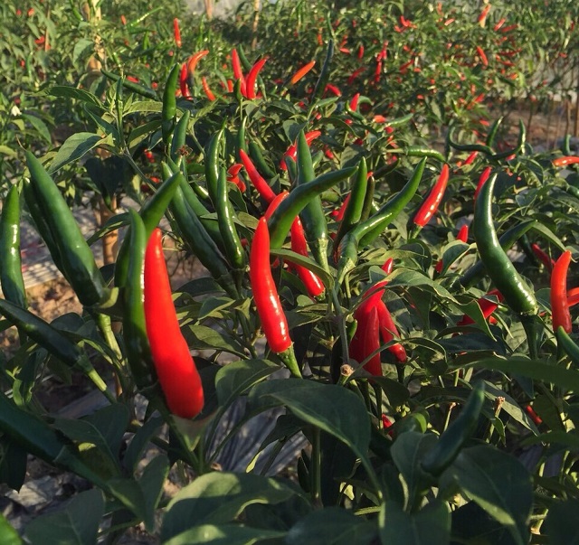 Ớt chỉ thiên cần được loại bỏ sâu – bệnh hại để phát triển tốt nhất