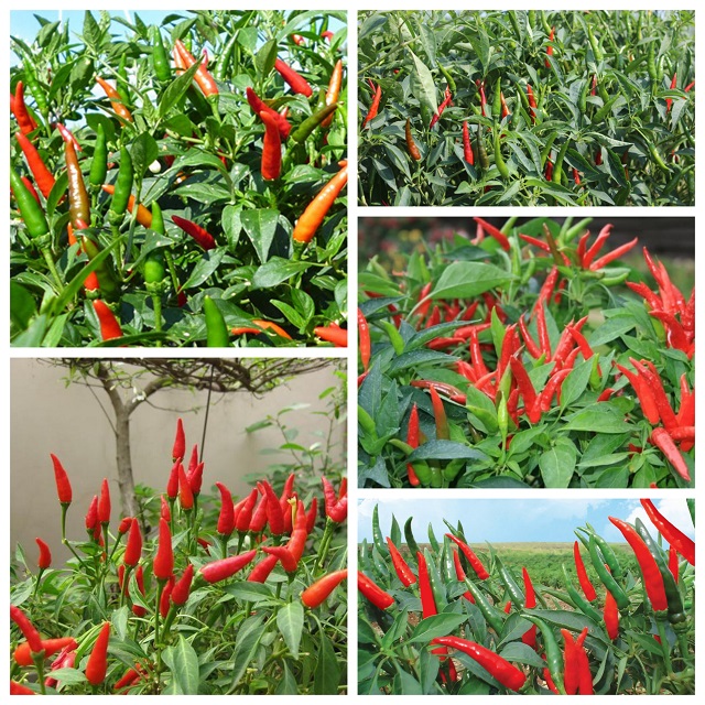 Ớt chỉ thiên hiện nay cũng có nhiều loại giống khác nhau