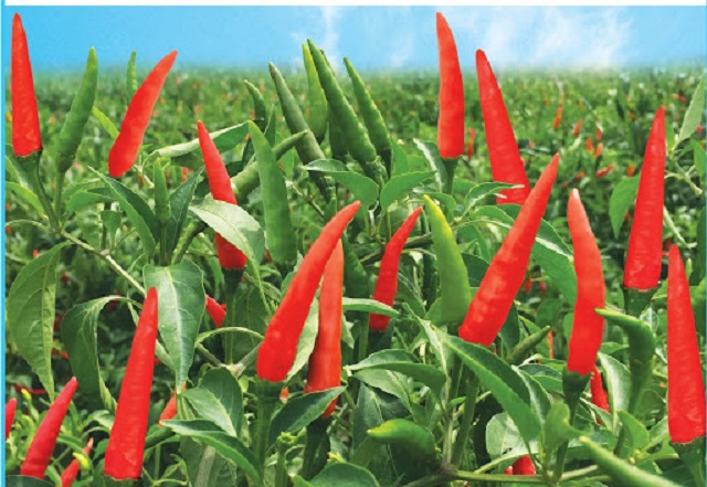Ớt có thể trồng vào 3 mùa vụ chính trong năm