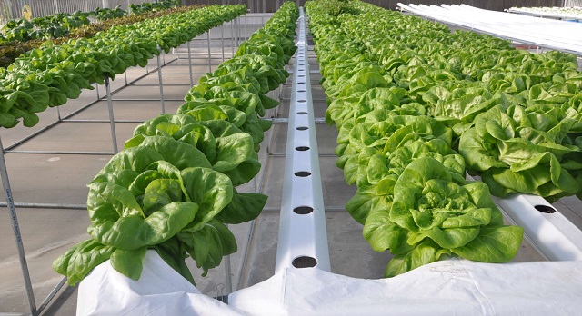 Rau thủy canh cần được bổ sung dinh dưỡng từ phân hữu cơ, vi sinh để có sức phát triển