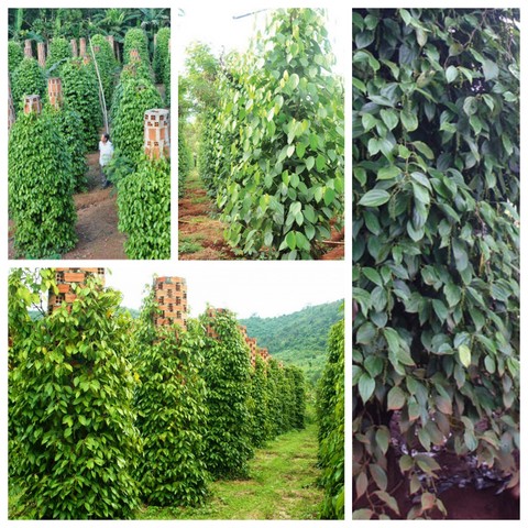 Bạn đã biết gì về kỹ thuật trồng tiêu công nghệ cao ở nước ta?