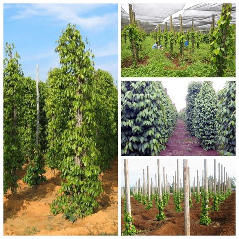 Thiết kế lô trồng và trụ tiêu phù hợp