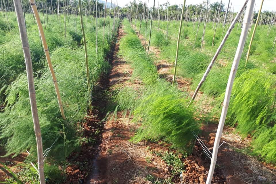 kỹ thuật trồng măng tây