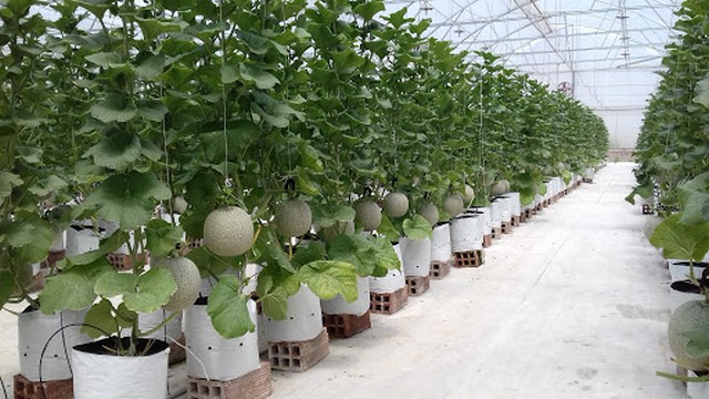 Làm thế nào có thể làm giàu từ nông nghiệp công nghệ cao?