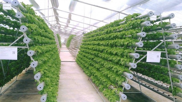 Mô hình trồng rau sạch theo kỹ thuật thủy canh trong nhà kính tại Việt Nam